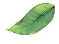 Floating leaf