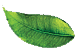 Floating leaf