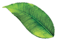 Floating leaf