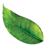 Floating leaf