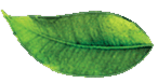 Floating leaf